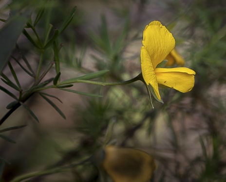 WildflowerPhotography by Wendy Slater