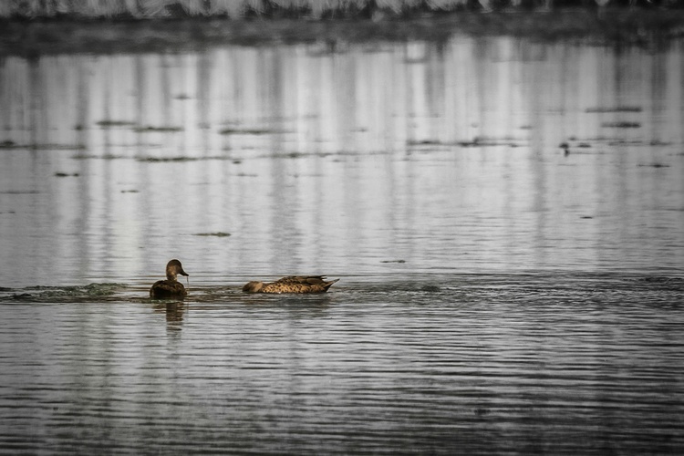 17. Ducks on the pond