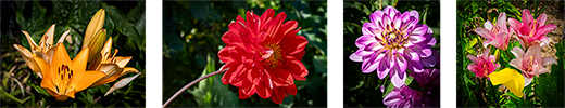 Flower images