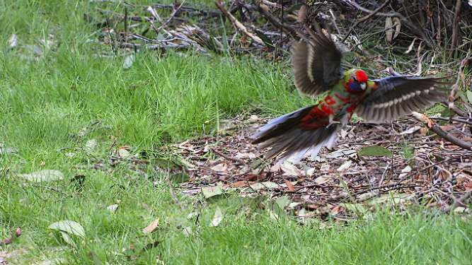 FlightJudy Hofmeyer