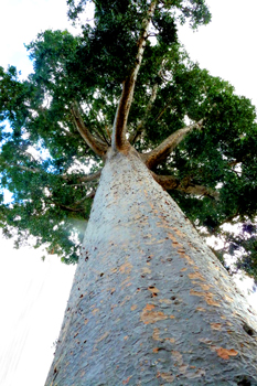 Big.......tree again (Viewpoint)by Eric