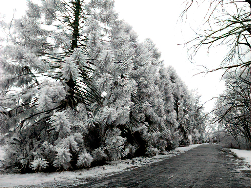 Row of pines