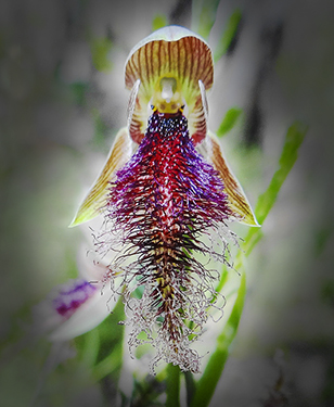 Bearded OrchardPhotography by Brian Paatsch