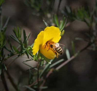 BeePhotography by Stan Best