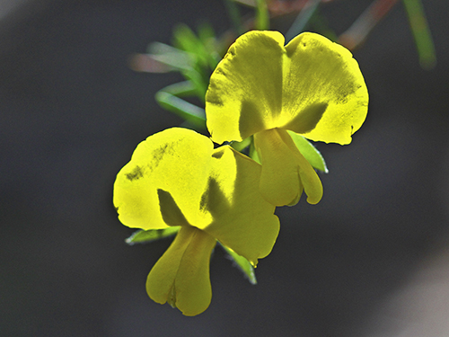 GompholobiumPhotography by Neville Bartlett