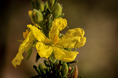 WildflowerPhotography by Mark Slater