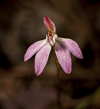 WildflowerPhotography by Mark Slater