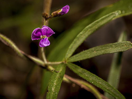 WildflowerPhotography by Mark Slater