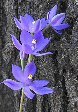 Sun OrchidPhotography by Brian Paatsch