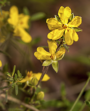 WildflowerPhotography by Wendy Slater