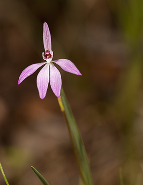 WildflowerPhotography by Wendy Slater