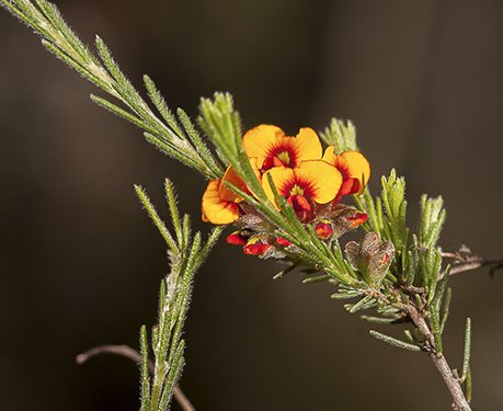 WildflowerPhotography by Wendy Slater