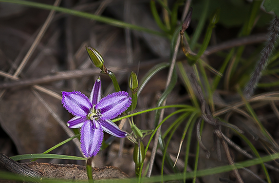 WildflowerPhotography by Wendy Slater