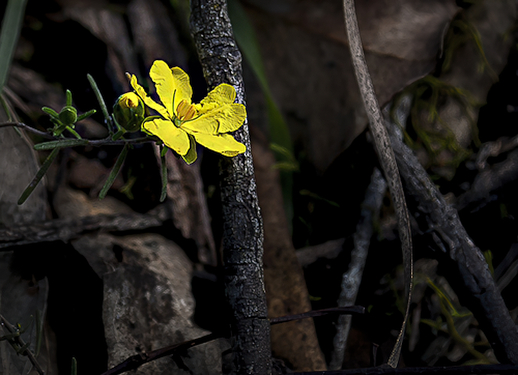 WildflowerPhotography by Wendy Slater