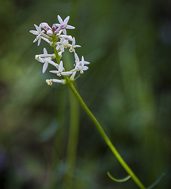 WildflowerPhotography by Wendy Slater