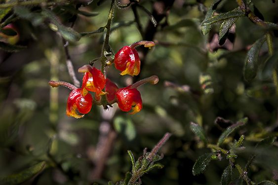 WildflowerPhotography by Wendy Slater