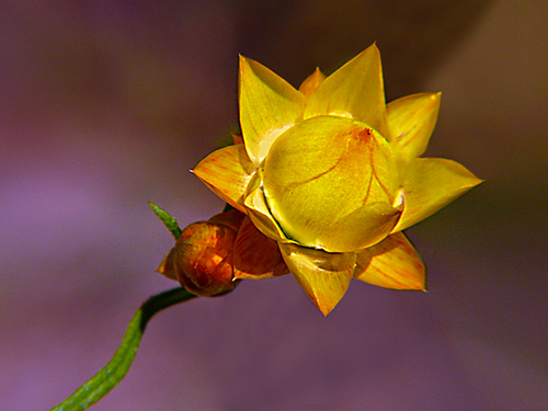 WildflowerPhotography by Jan Paatsch