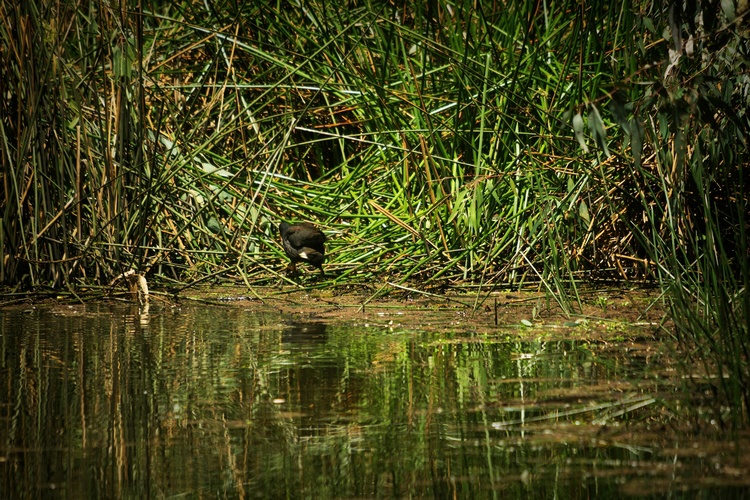 9. A Hen heading home