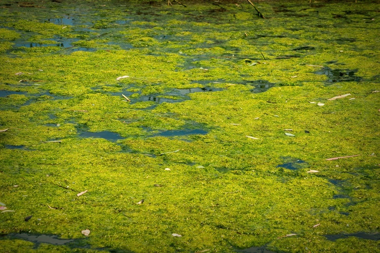 18. Aquatic Organisms