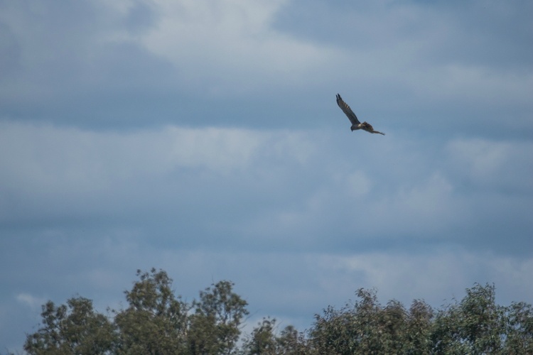 21. Bird on the wing