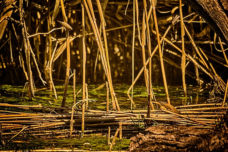 24. In the reeds