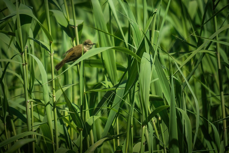 25. A bird in the bush