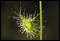 Wildflower