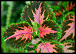 Botanic Gardens