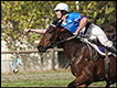 Polocrosse