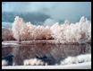 Pond