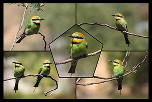 Advance Colour Winner