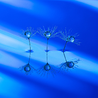 Advance Colour Winner