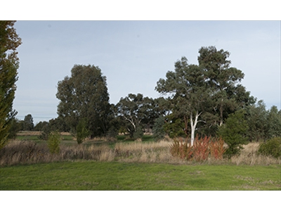 Site of original Springdale Homestead