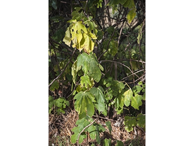 The last struggling Fig tree from Springdale Homestead
